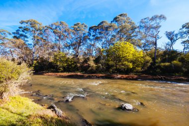 Warrandyte, Victoria, Avustralya 'da sıcak bir kış gününde Warrandyte Eyalet Parkı' nın bir parçası olarak Yarra Nehri boyunca Mavi Dil Virajı Yürüyüşü.