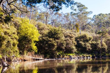 Warrandyte, Victoria, Avustralya 'da sıcak bir kış gününde Warrandyte Eyalet Parkı' nın bir parçası olarak Yarra Nehri boyunca Mavi Dil Virajı Yürüyüşü.