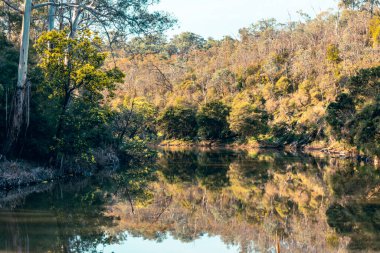 Warrandyte, Victoria, Avustralya 'da sıcak bir kış gününde Warrandyte Eyalet Parkı' nın bir parçası olarak Yarra Nehri boyunca Mavi Dil Virajı Yürüyüşü.