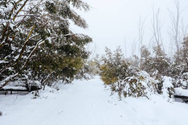 Göl Dağı, Avustralya - 21 Temmuz 2024 'te Victoria, Avustralya' daki Göl Dağı 'nda soğuk bir kış gününde Karlı Dağ manzarası