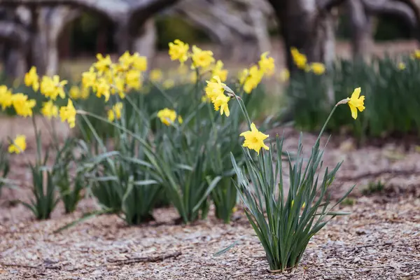 Stock image A late winter afternoon in Dandenong Ranges Botanic Garden as daffodils begin to bloom to welcome spring in Olinda, Victoria Australia