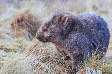 cradle mountain, tasmania içinde otlak olarak wombat