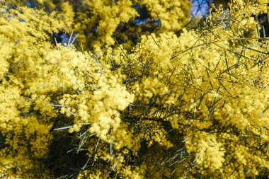 Mimosa Ağacı Acacia Pycnantha 'nın gelişimi, diğer bir deyişle Altın Gıdıklama, Warrandyte, Melbourne, Victoria, Avustralya' da serin bir kış günü