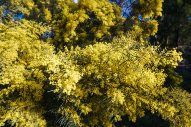 Mimosa Ağacı Acacia Pycnantha 'nın gelişimi, diğer bir deyişle Altın Gıdıklama, Warrandyte, Melbourne, Victoria, Avustralya' da serin bir kış günü