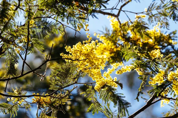 stock image Blossoming of Mimosa tree Acacia Pycnantha, otherwise known as Golden Wattle on a cool late winters day in Warrandyte in Melbourne, Victoria, Australia