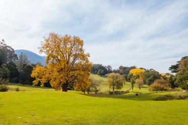 Warburton Golf Kulübü Victoria, Avustralya 'da serin bir sonbahar gününde