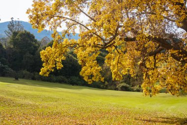 Warburton Golf Kulübü Victoria, Avustralya 'da serin bir sonbahar gününde