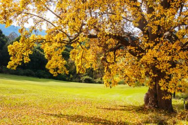 Warburton Golf Club on a cool autumn day in Victoria, Australia clipart