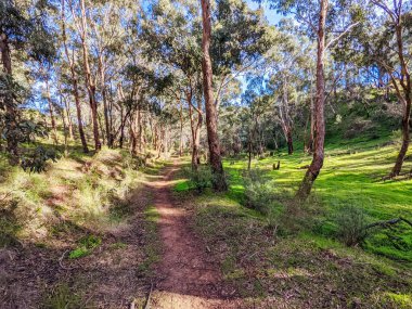 Victoria, Avustralya 'da Kuzey Melbourne' daki Bolluk Gorge Eyalet Parkı 'nda dağ bisikleti ve yürüyüş yolları.