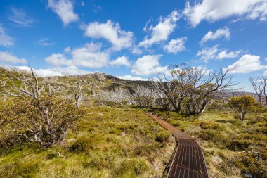 Landscape views along the Porcupine Walking Track on a summers day in Kosciuszko National Park, Snowy Mountains, New South Wales, Australia clipart