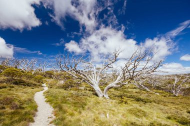 Landscape views along the Porcupine Walking Track on a summers day in Kosciuszko National Park, Snowy Mountains, New South Wales, Australia clipart