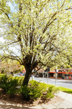 WARBURTON, AUSTRALYA - 31 Ağustos 2024: Güneşli bir kış sabahı Victoria 'nın Warburton kırsalında çiçek açan ağaçlar, Avusturalya