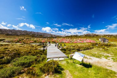 Kosciuszko Ulusal Parkı, Karlı Dağlar, Yeni Güney Galler, Avustralya 'da bir yaz gününde Kirpi Yürüyüş Pisti boyunca manzara