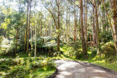 Melbourne, Victoria, Avustralya 'da bahar güneşli bir günde Basin-Olinda Bulvarı ve çevre manzara