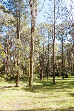 Melbourne, Victoria, Avustralya 'da bahar güneşli bir günde Basin-Olinda Bulvarı ve çevre manzara