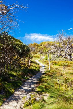 Landscape views along the Porcupine Walking Track on a summers day in Kosciuszko National Park, Snowy Mountains, New South Wales, Australia clipart