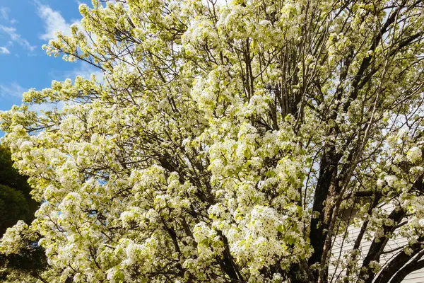 stock image WARBURTON, AUSTRALIA - AUGUST 31 2024: Blossoming trees at the end of winter on a sunny morning in the rural town of Warburton in Victoria,. Australia