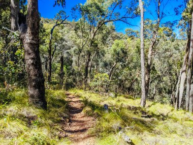 Yackandandah mountain bike trails in Indigo Shire in Victoria, Australia