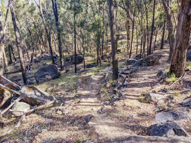 Beechworth mountain bike trails in Indigo Shire in Victoria, Australia clipart