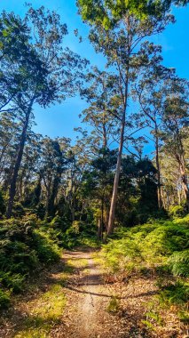 Narooma mountain bike trails near Dalmeny in New South Wales south coast, Australia clipart