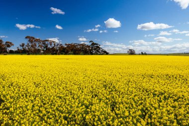 Fields of canola shine on a clear sunny day near Beveridge between old Sydney Rd and the Hume Hwy in Melbourne, Victoria, Australia clipart