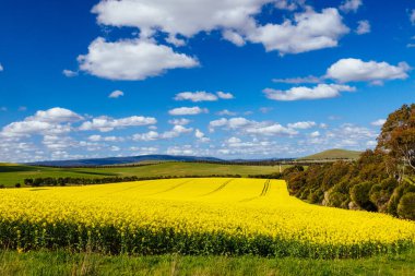 Kanola tarlaları, Beveridge yakınlarında açık güneşli bir günde Melbourne, Victoria, Avustralya 'daki Hume Hwy ile eski Sydney Yolu arasında parlıyor.