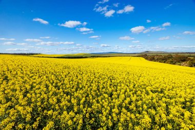 Kanola tarlaları, Beveridge yakınlarında açık güneşli bir günde Melbourne, Victoria, Avustralya 'daki Hume Hwy ile eski Sydney Yolu arasında parlıyor.