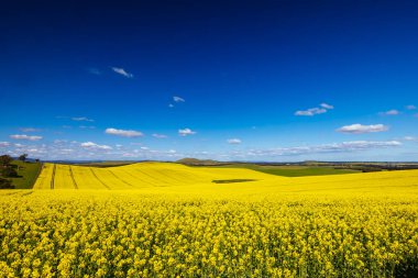 Kanola tarlaları, Beveridge yakınlarında açık güneşli bir günde Melbourne, Victoria, Avustralya 'daki Hume Hwy ile eski Sydney Yolu arasında parlıyor.