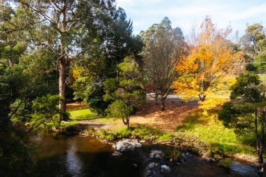 Victoria, Avustralya 'da serin bir sonbahar gününde Warburton' da bir bahçede sonbahar renkleri parlıyor.