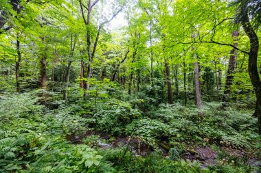 TOGAKUSHI, JAPONYA 19 Eylül 2024: Japonya 'nın Nagano kenti yakınlarındaki sıcak bir sonbahar öğleden sonrasında Togakushi Tapınağı etrafındaki yol ve manzara