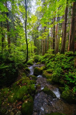 TOGAKUSHI, JAPONYA 19 Eylül 2024: Japonya 'nın Nagano kenti yakınlarındaki sıcak bir sonbahar öğleden sonrasında Togakushi Tapınağı etrafındaki yol ve manzara