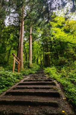 TOGAKUSHI, JAPONYA 19 Eylül 2024: Japonya 'nın Nagano kenti yakınlarındaki sıcak bir sonbahar öğleden sonrasında Togakushi Tapınağı etrafındaki yol ve manzara