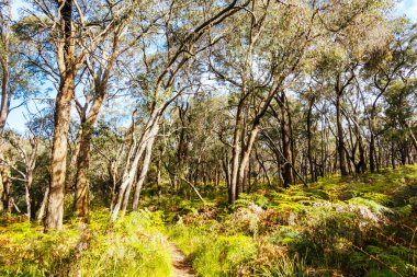 Victoria, Avustralya 'daki Mornington Yarımadası' ndaki Cape Schanck Deniz Feneri 'nin yanındaki İki Kol Yürüyüşü Pisti' nin bir parçası olarak