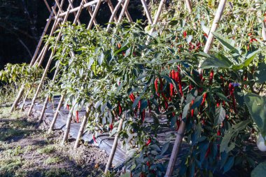 Chilli crop in a garden on the famous Magome-Tsumago Trail as part of the Nakasendo Way between Magome and Tsumago in Gifu Prefecture, Japan clipart