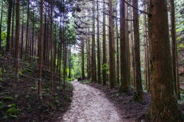 Japonya 'nın Gifu ilinde Magome ve Tsumago arasında Nakasendo Yolu' nun bir parçası olarak ünlü Magome-Tsumago Patikası 'nda yürüyüş yolu manzarası.