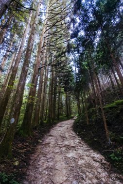 Japonya 'nın Gifu ilinde Magome ve Tsumago arasında Nakasendo Yolu' nun bir parçası olarak ünlü Magome-Tsumago Patikası 'nda yürüyüş yolu manzarası.