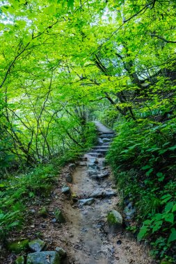 Japonya 'nın Gifu ilinde Magome ve Tsumago arasında Nakasendo Yolu' nun bir parçası olarak ünlü Magome-Tsumago Patikası 'nda yürüyüş yolu manzarası.