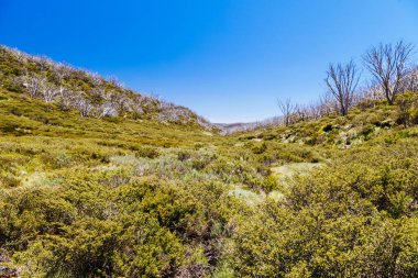 Landscape in Kosciuszko National Park near Valentine Hut on a clear summers day, in the Snowy Mountains, New South Wales, Australia clipart