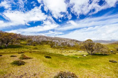 Kosciuszko Ulusal Parkı, Karlı Dağlar, Yeni Güney Galler, Avustralya 'da bir yaz gününde Kirpi Yürüyüş Pisti boyunca manzara