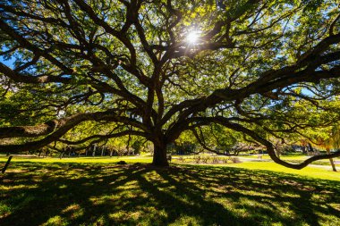 BRISBANE, AUSTRALYA - 29 Temmuz 2023: Brisbane, Queensland, Avustralya 'da açık bir kış gününde Şehir Botanik Bahçeleri