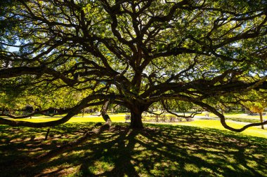 BRISBANE, AUSTRALYA - 29 Temmuz 2023: Brisbane, Queensland, Avustralya 'da açık bir kış gününde Şehir Botanik Bahçeleri