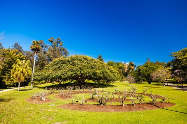 BRISBANE, AUSTRALYA - 29 Temmuz 2023: Brisbane, Queensland, Avustralya 'da açık bir kış gününde Şehir Botanik Bahçeleri