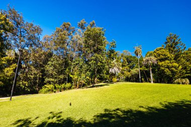 BRISBANE, AUSTRALYA - 29 Temmuz 2023: Brisbane, Queensland, Avustralya 'da açık bir kış gününde Şehir Botanik Bahçeleri