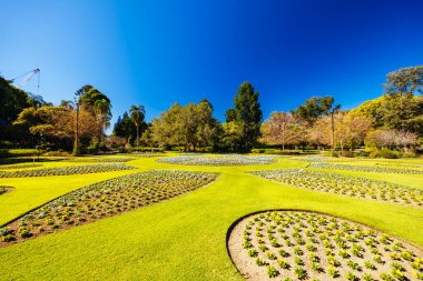 BRISBANE, AUSTRALYA - 29 Temmuz 2023: Brisbane, Queensland, Avustralya 'da açık bir kış gününde Şehir Botanik Bahçeleri