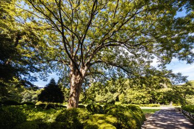 Shinjuku Gyo-en is a large park and garden in Shinjuku and Shibuya, Tokyo, Japan. clipart