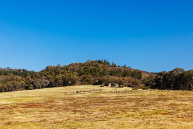 BEECHworTH, AUSTRALIA - 1 Ocak 2025: Beechworth, Avustralya 'daki Beechworth Tarih Parkı yakınlarındaki ünlü Düz Kaya ve manzara