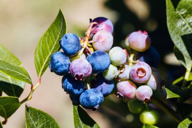 Organic blueberries ripening on a hot summers day in Stanley, Victoria, Australia