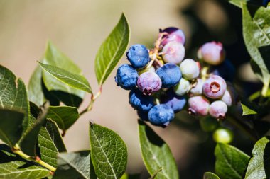 Sıcak bir yaz gününde Stanley, Victoria, Avustralya 'da olgunlaşan organik yaban mersini.