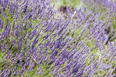 Sıcak bir yaz gününde Stanley, Victoria, Avustralya 'da lavanta çalısı