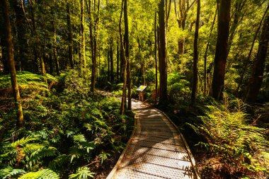 Tazmanya, Avustralya 'da sıcak bir yaz gününde Franklin-Gordon Wild Rivers Ulusal Parkı' ndaki görkemli Nelson Şelaleleri ve çevre manzarası
